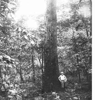 Historic American Chestnut